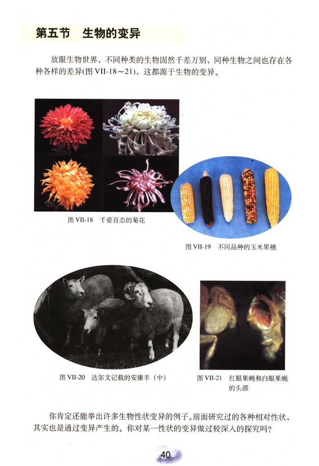 第四节 人的性别遗传(第38页)