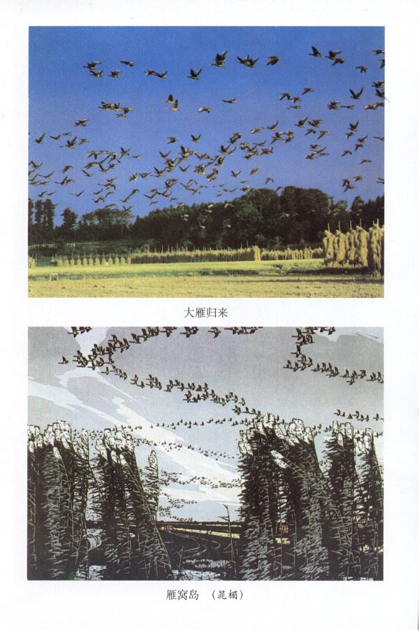 封面/前言/目录