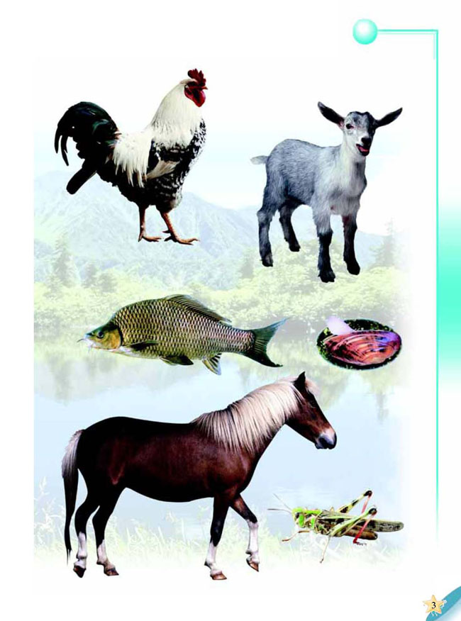 人教版二年级科学第三册(03生活与科技)电子课本1 我们身边的动物(第3页)