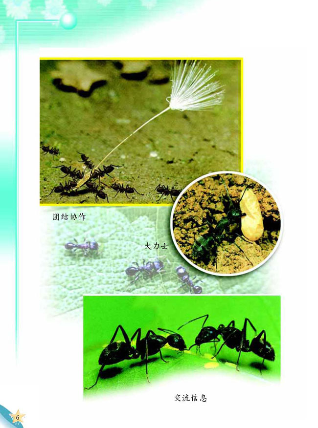 人教版二年级科学第三册(03生活与科技)电子课本2 蚂蚁王国(第6页)
