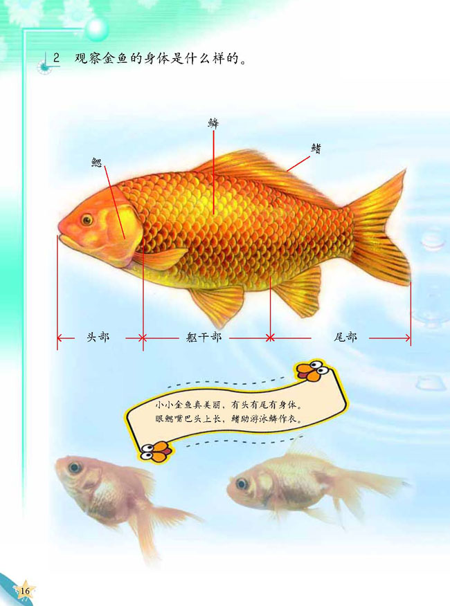 人教版二年级科学第三册(03生活与科技)电子课本4 金鱼(第16页)