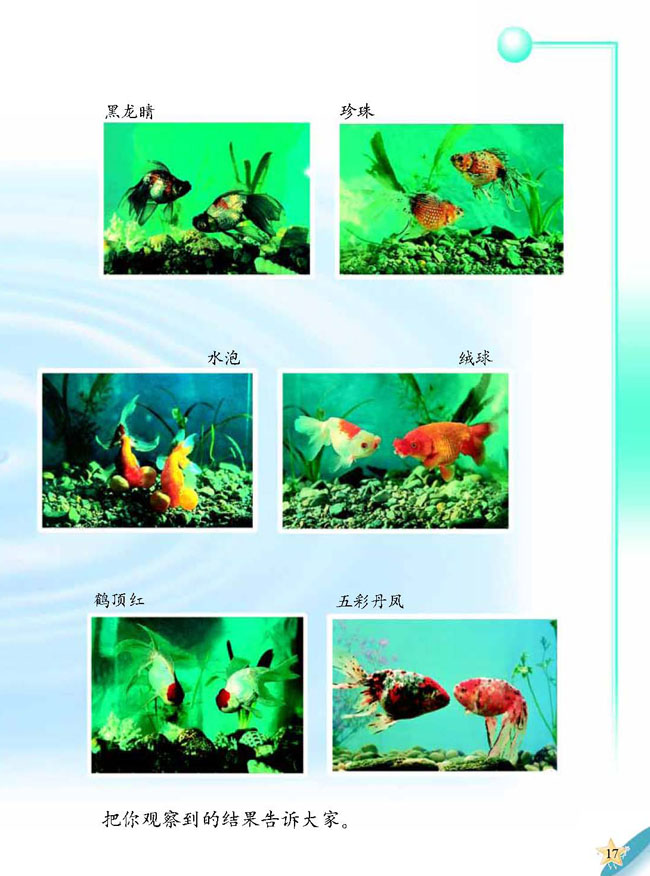 人教版二年级科学第三册(03生活与科技)电子课本4 金鱼(第17页)