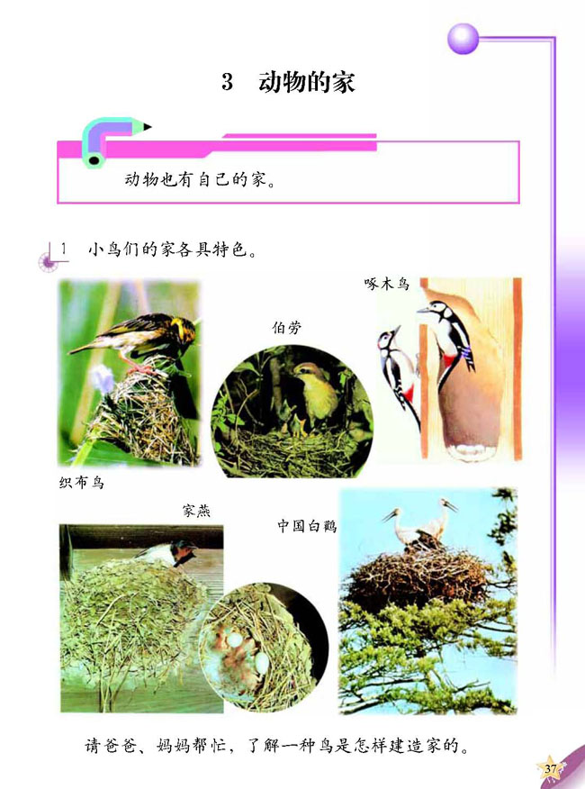 人教版二年级科学第三册(03生活与科技)电子课本3 动物的家(第37页)