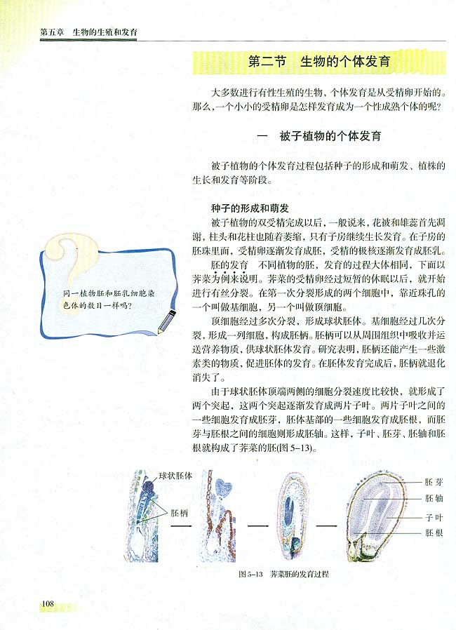 第二节 生物的个体发育  一 被子植物的个体发育(第108页)