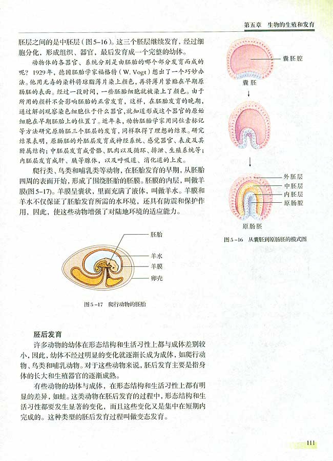 二 高等动物的个体发育(第111页)