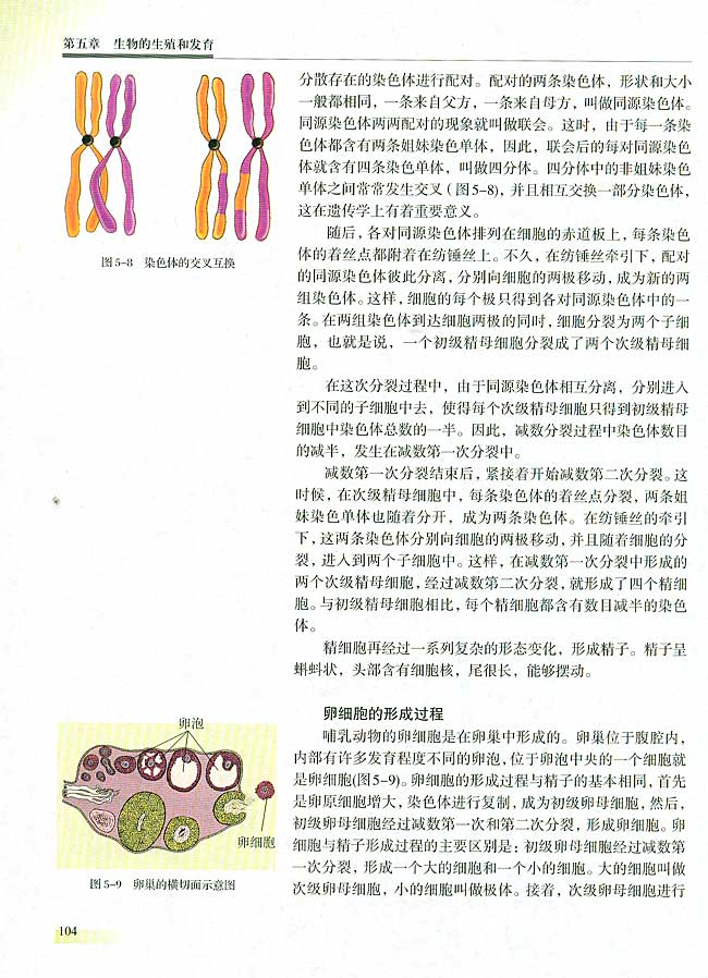 二 减数分裂和有性生殖细胞的形成(第104页)