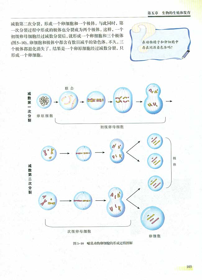 二 减数分裂和有性生殖细胞的形成(第105页)