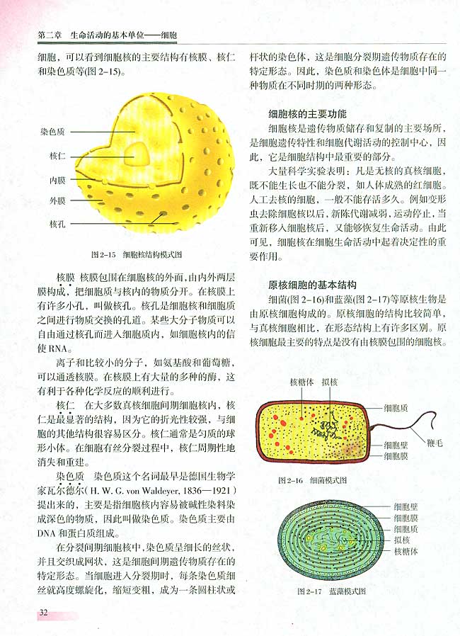 三 细胞核的结构和功能(第31页)