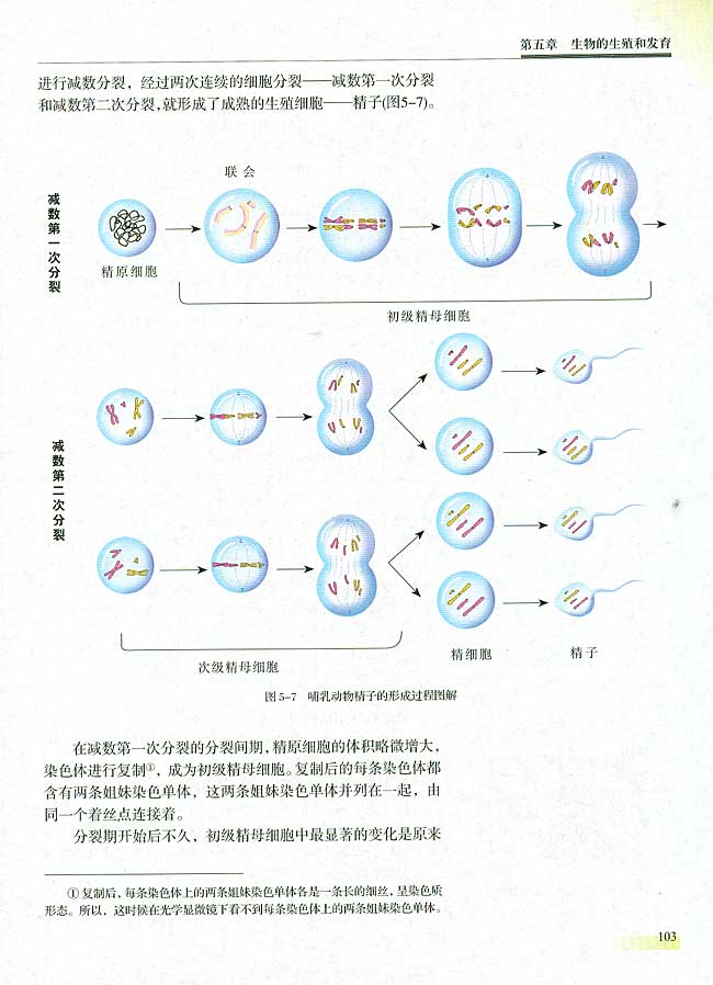 二 减数分裂和有性生殖细胞的形成(第103页)