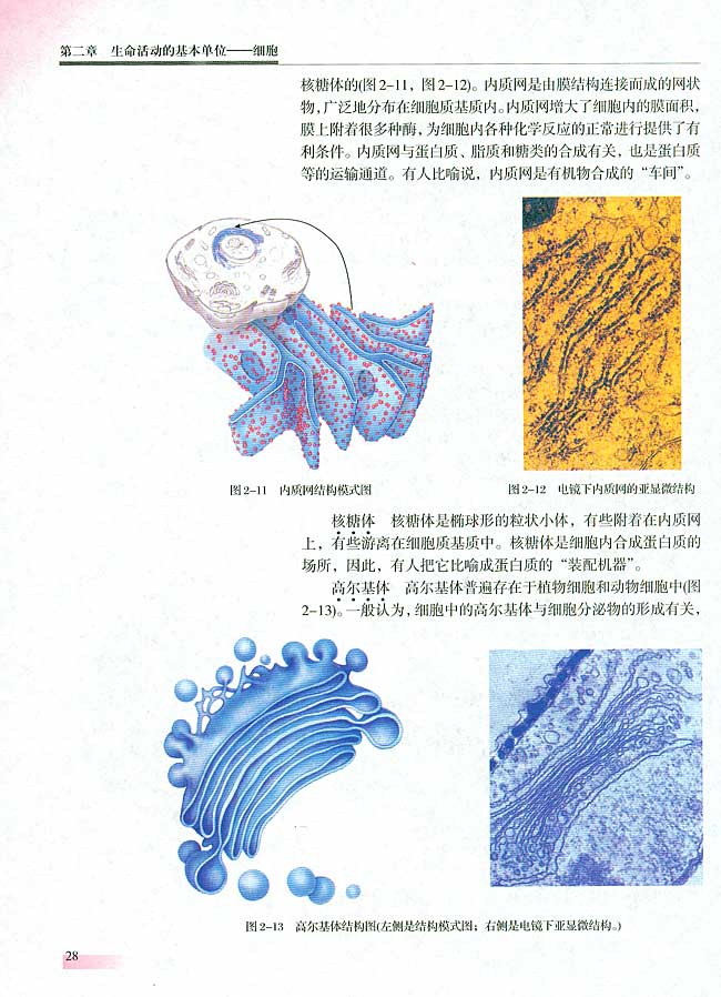 二 细胞质的结构和功能(第27页)