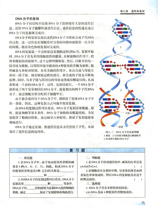 【实验十】 制作DNA双螺旋结构模型(第11页)