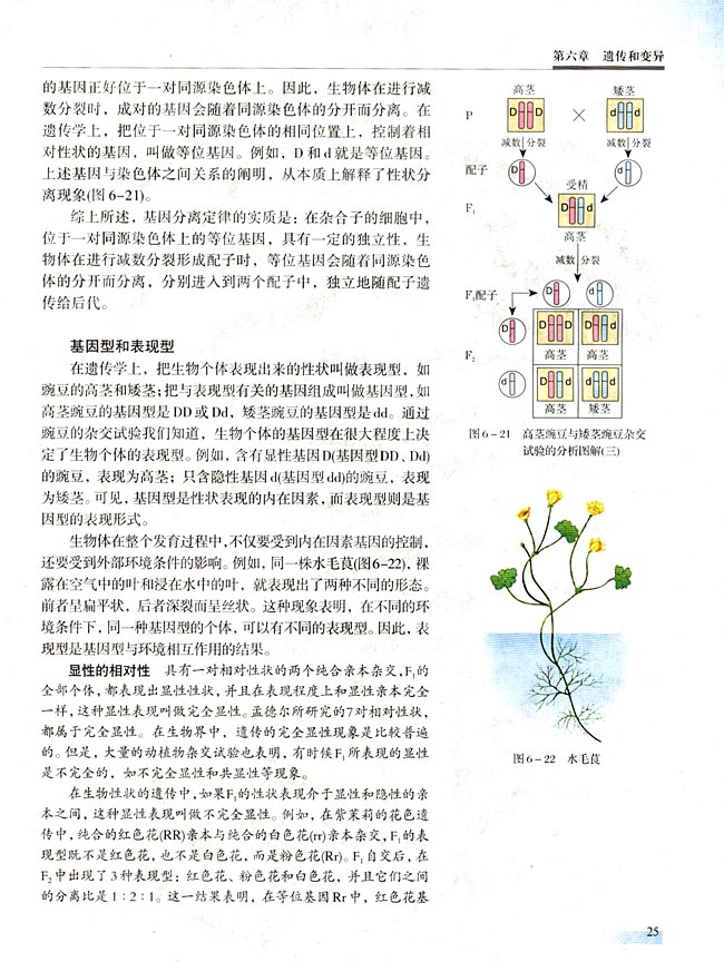 【实验十一】 性状分离比的模拟实验(第25页)