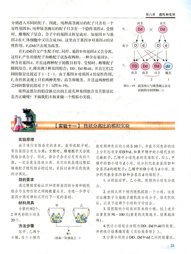 【实验十一】 性状分离比的模拟实验(第23页)