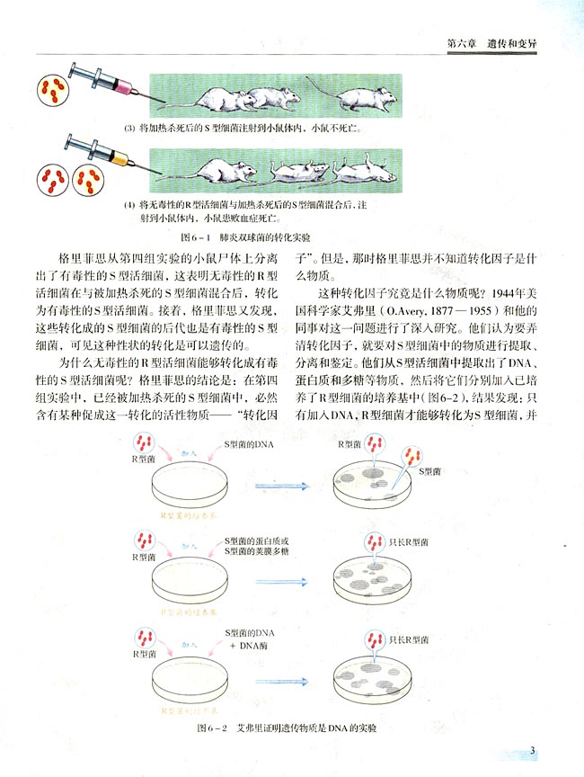 一 DNA是主要的遗传物质(第3页)