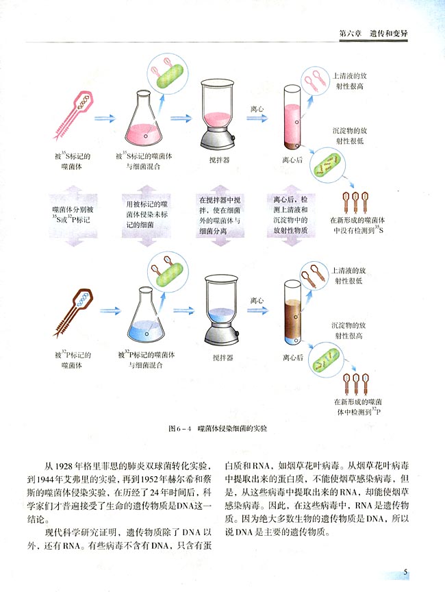 一 DNA是主要的遗传物质(第5页)