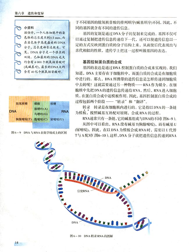 三 基因的表达(第14页)