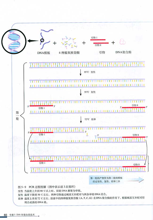 课题2 多聚酶链式反应扩增DNA片段(第60页)