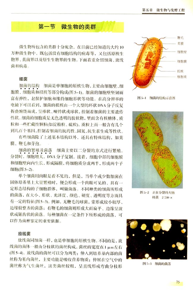 第一节 微生物的类群(第75页)