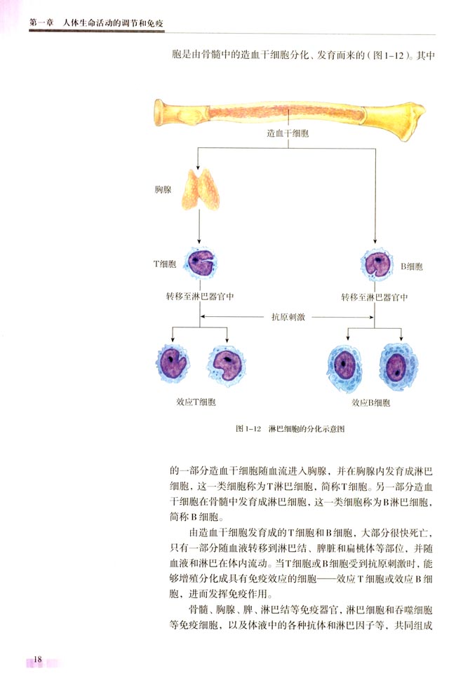 一 特异性免疫(第18页)