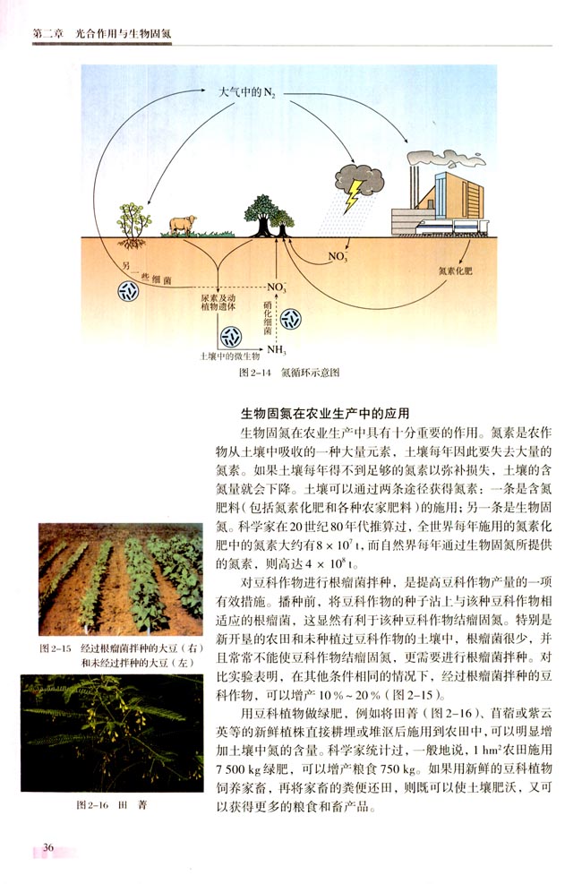 第二节 生物固氮(第36页)