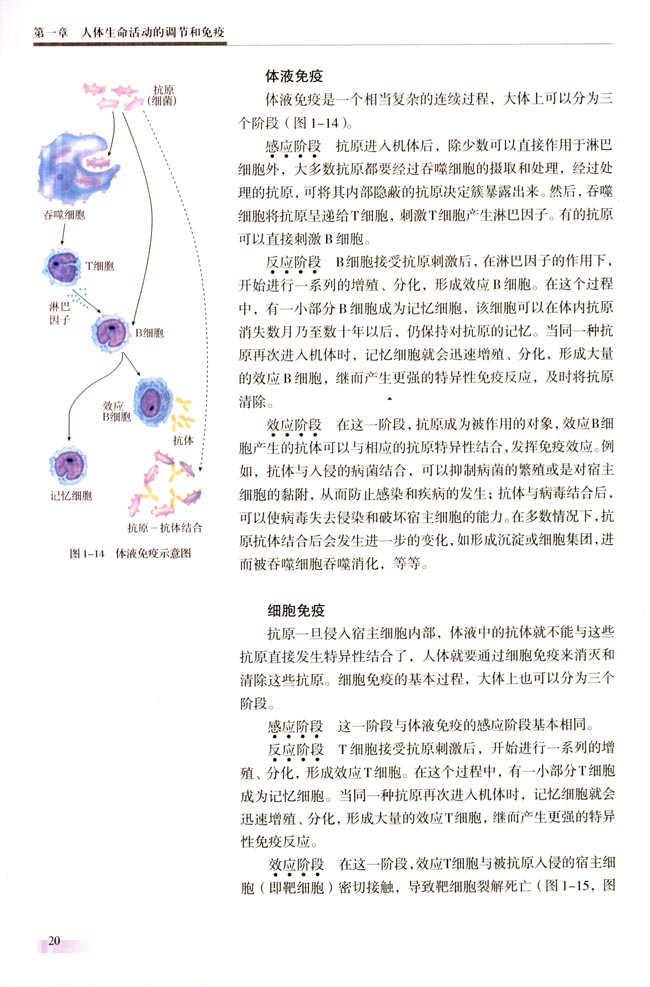 一 特异性免疫(第20页)