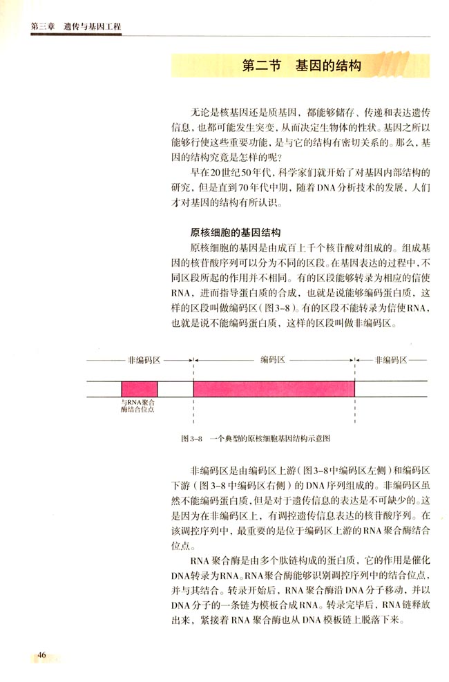 第二节 基因的结构(第46页)