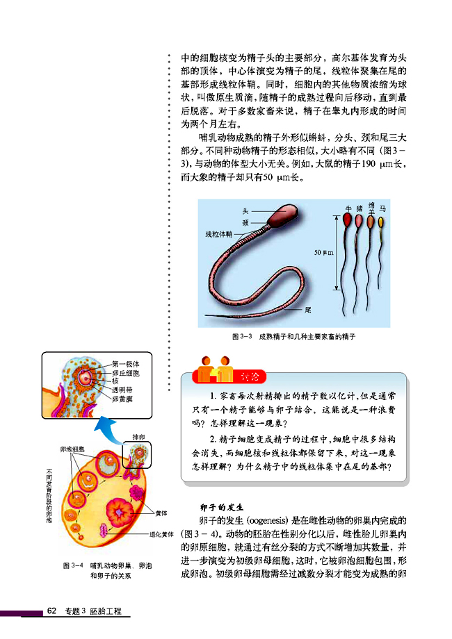 3.1 体内受精和早期胚胎发育(第62页)