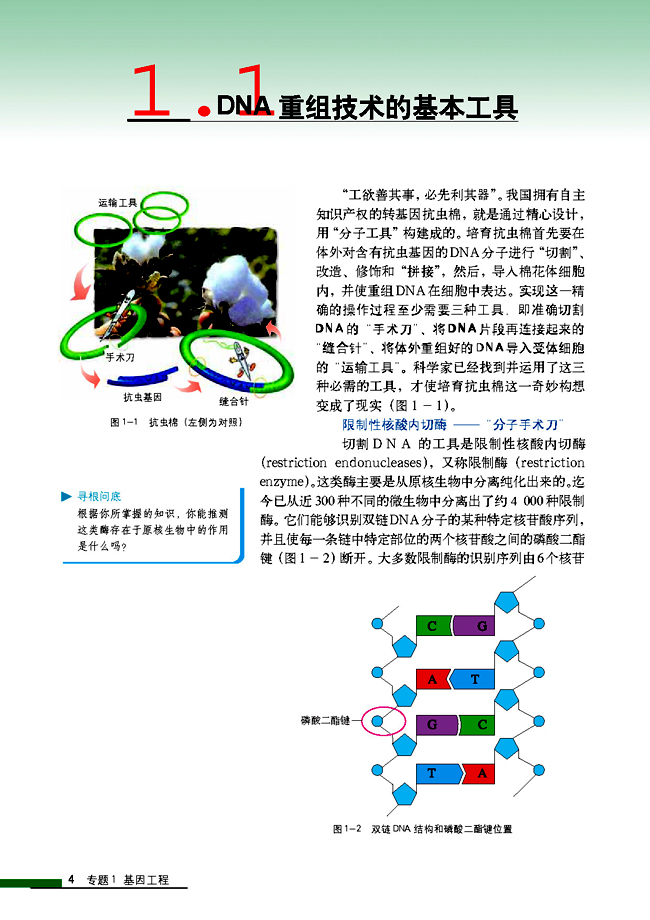 1.1 DNA重组技术的基本工具(第4页)