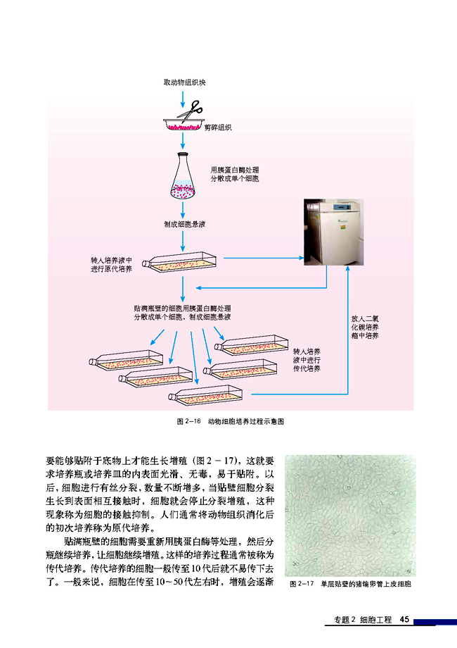 2.2 动物细胞工程 2.2.1 动物细胞培养和核移植技术(第45页)