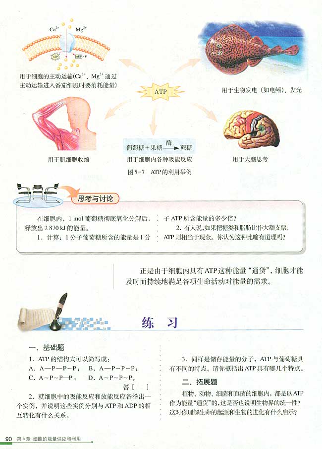 第2节 细胞的能量“通货”──ATP(第90页)