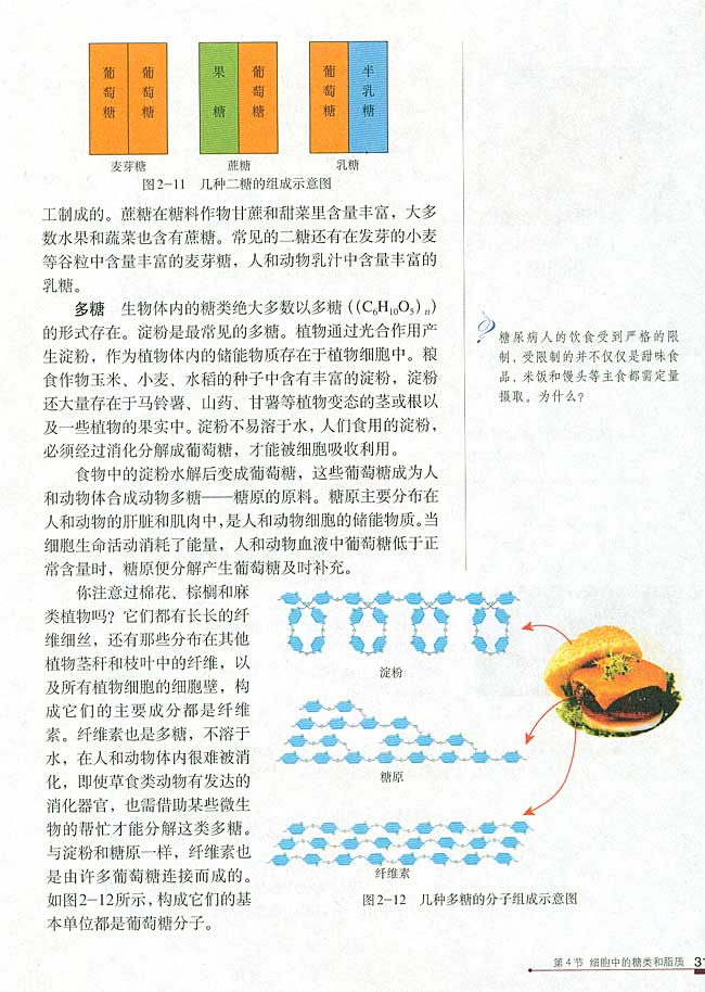 第4节 细胞中的糖类和脂质(第31页)