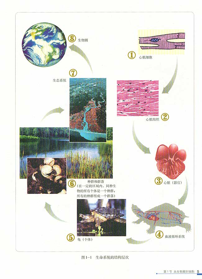 第1节 从生物圈到细胞(第5页)