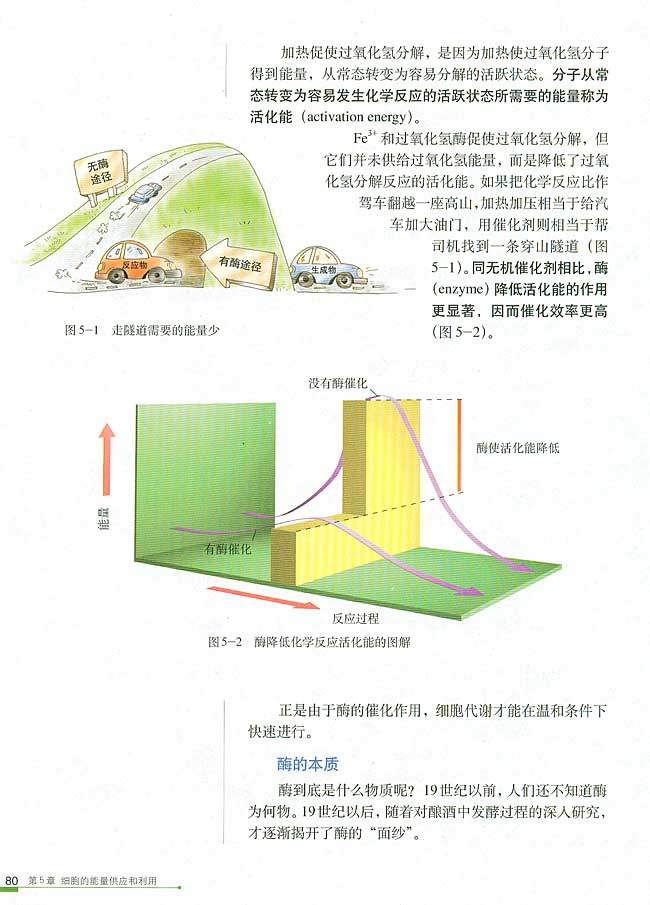 第1节 降低化学反应活化能的酶  一 酶的作用和本质(第80页)