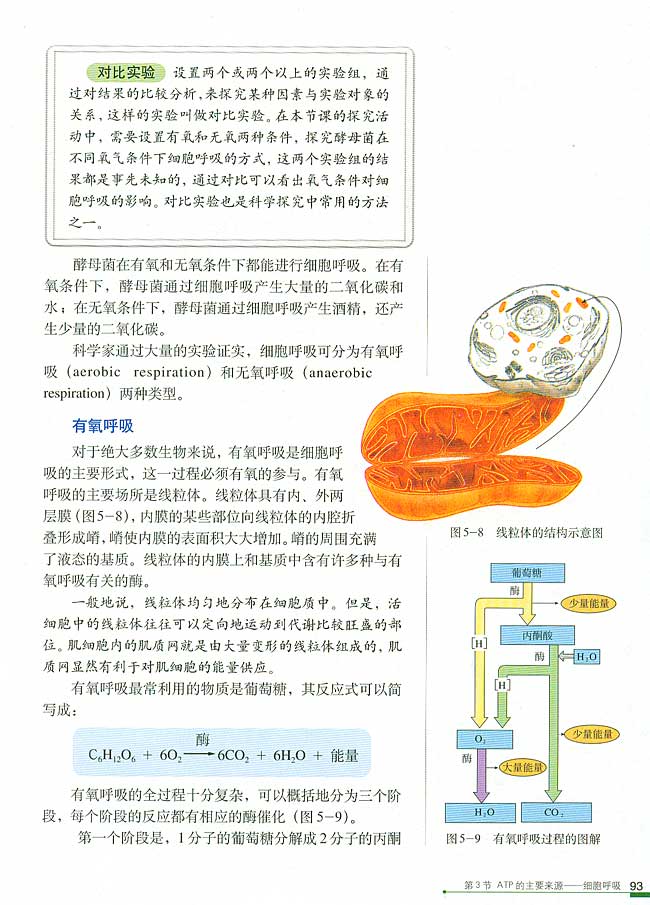第3节 ATP的主要来源──细胞呼吸(第93页)