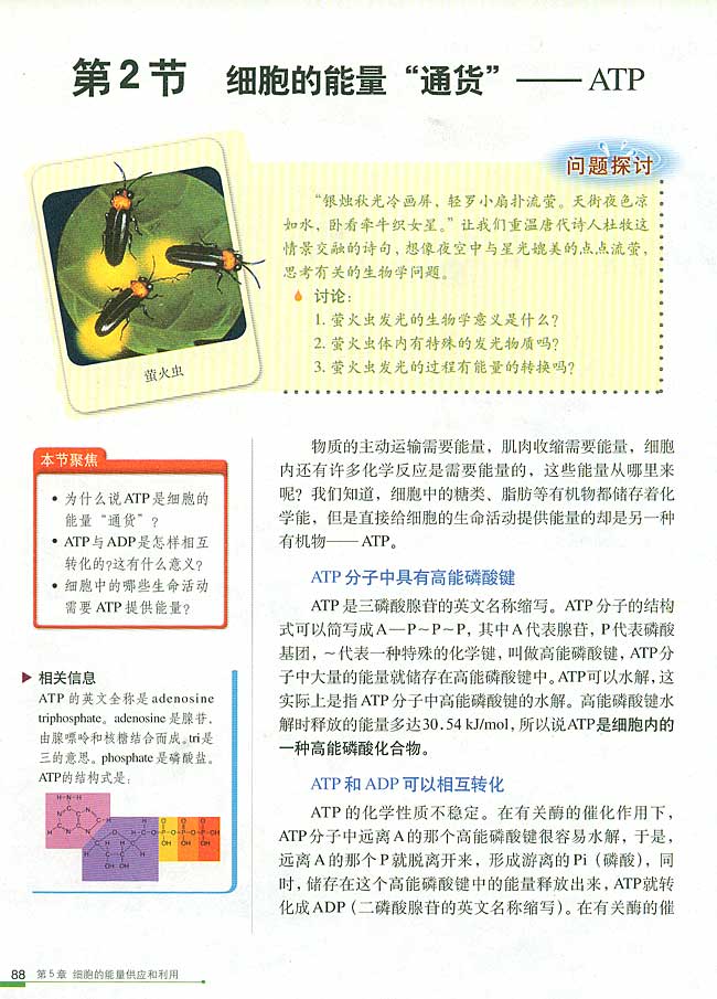 第2节 细胞的能量“通货”──ATP(第88页)