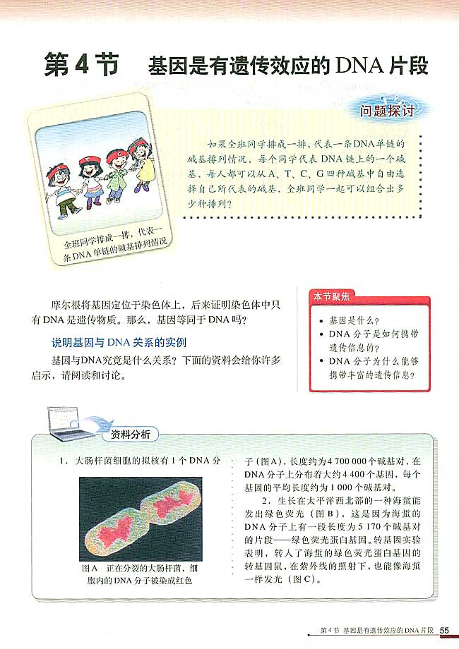 第4节 基因是有遗传效应的DNA片段(第55页)