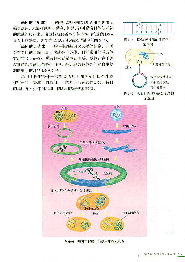 第2节 基因工程及其应用(第103页)