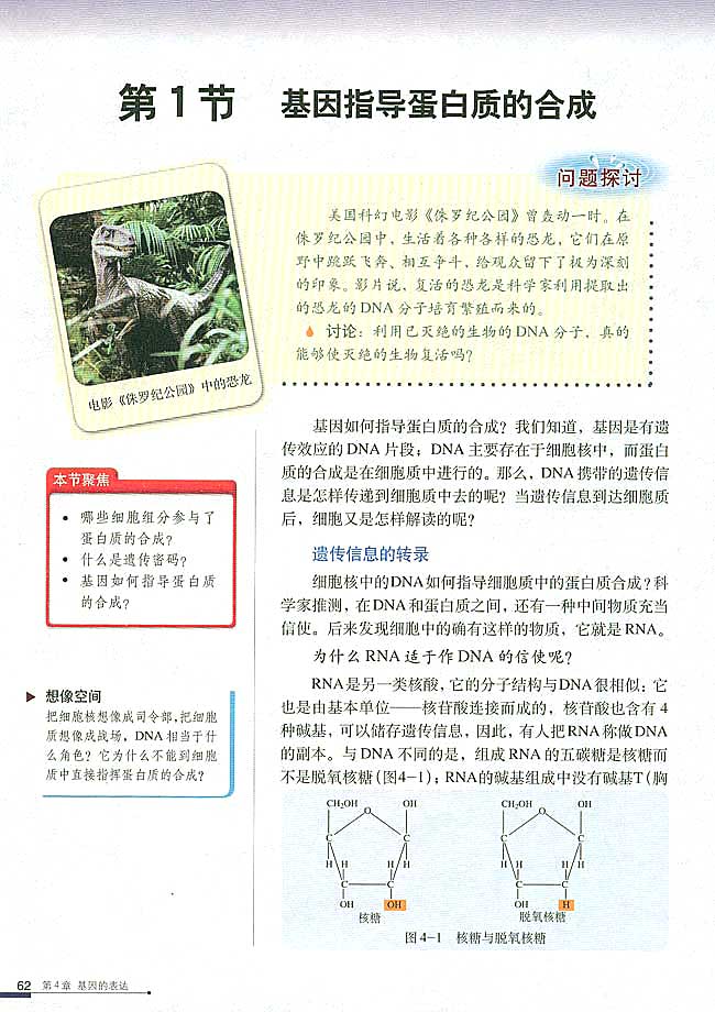 第1节 基因指导蛋白质的合成(第62页)