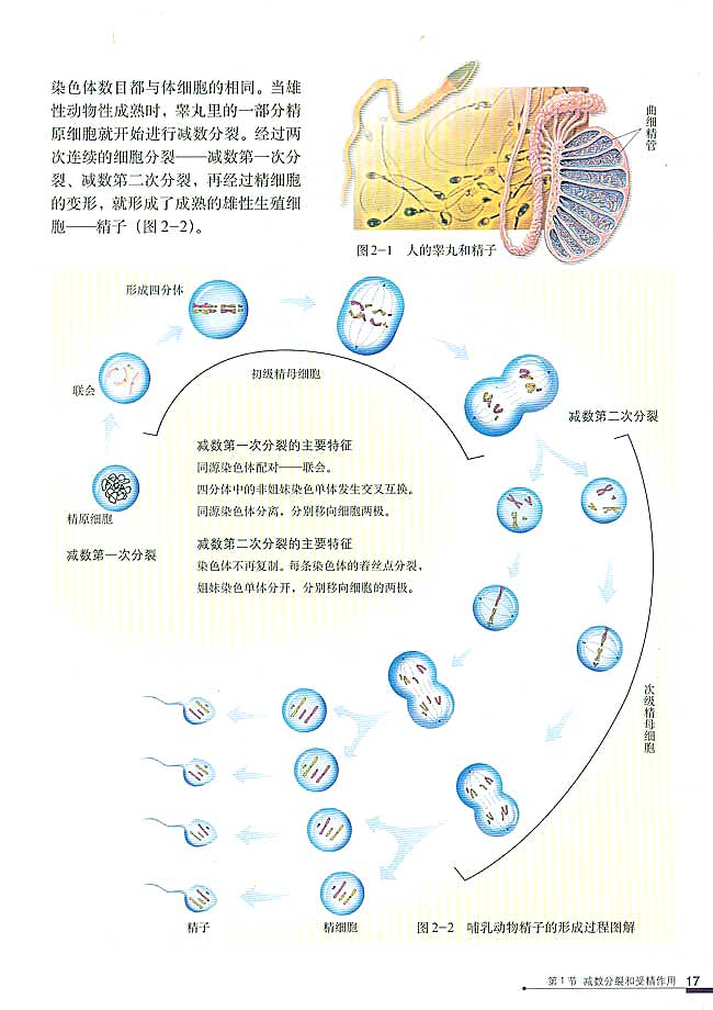 第1节 减数分裂和受精作用 一 减数分裂(第17页)
