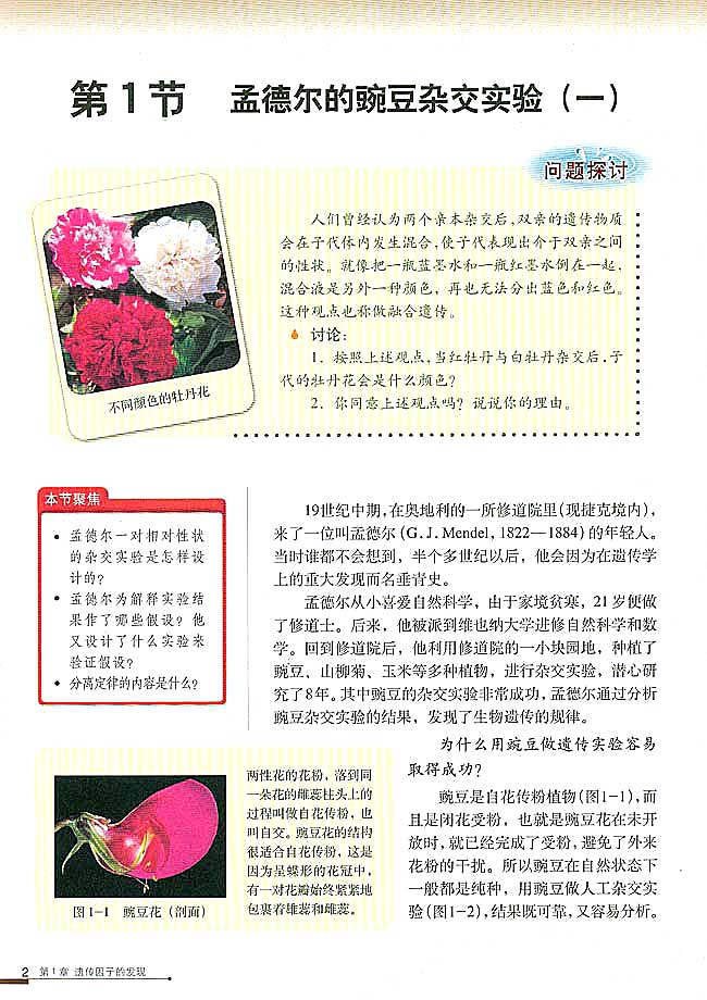 第1节 孟德尔的豌豆杂交实验（一）(第2页)