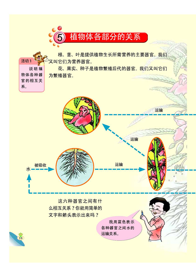 5 植物体各部分的关系(第16页)