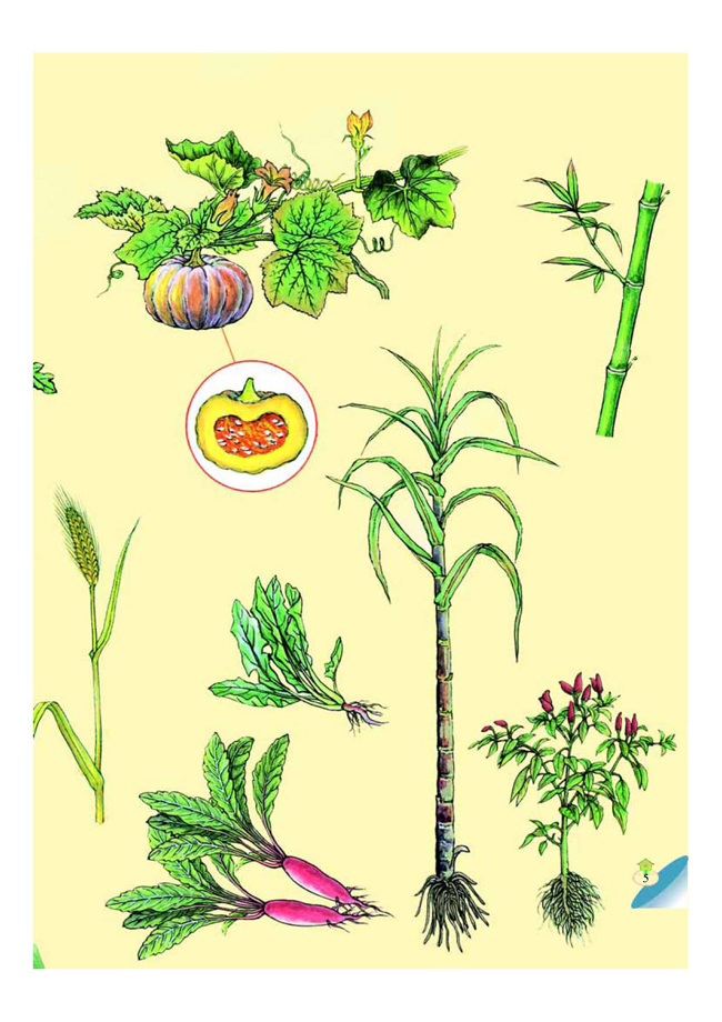 一 植物的生命系统(第6页)