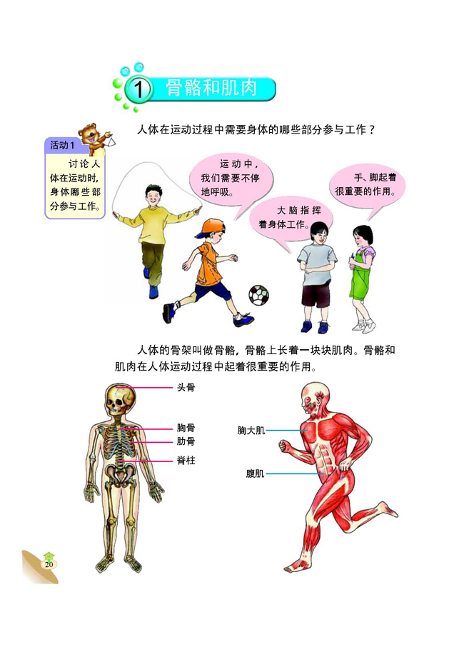 1 骨骼和肌肉(第20页)