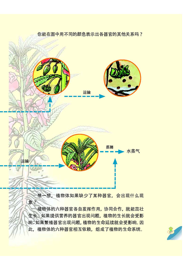 5 植物体各部分的关系(第17页)