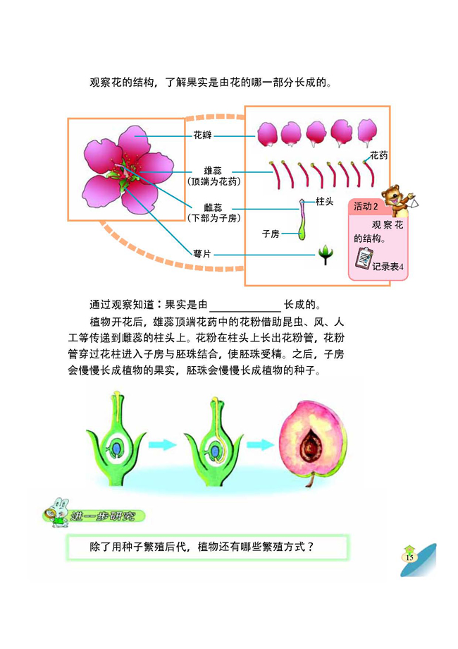 4 植物是怎样繁殖的(第15页)