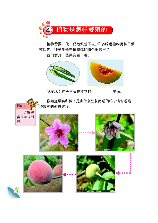 4 植物是怎样繁殖的(第14页)