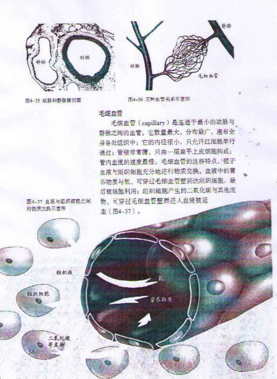 第二节 血流的管道──血管(第58页)