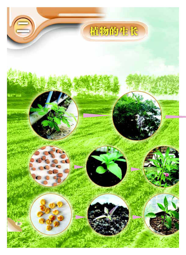 二 植物的生长(第20页)