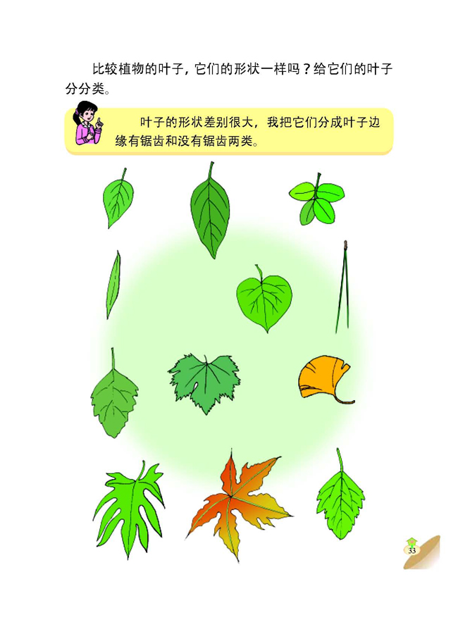 3 植物的身体(第33页)