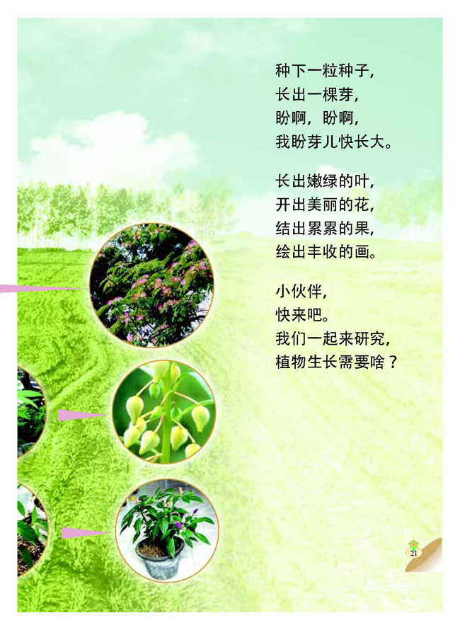 二 植物的生长(第21页)